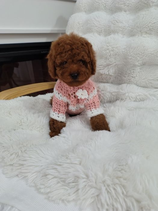 Disponibila femela pudel talie mica