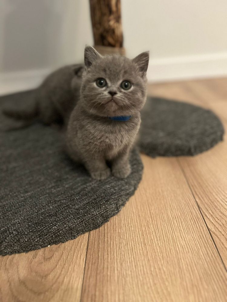 British shorthair