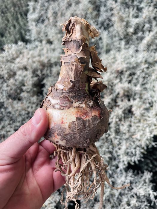 Амариллисы или гиппераструм в продаже