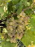 Struguri pentru vin