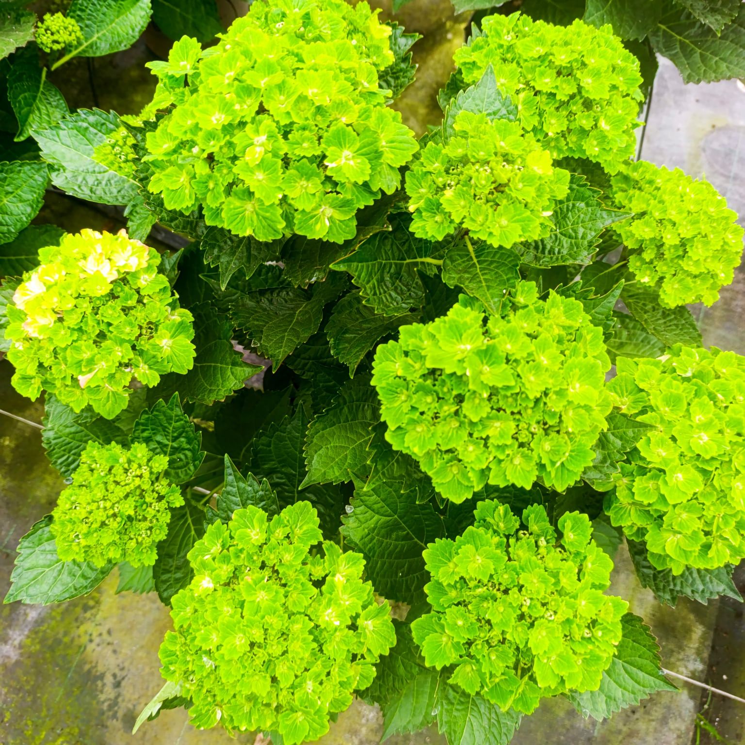 Hortensii la ghiveci