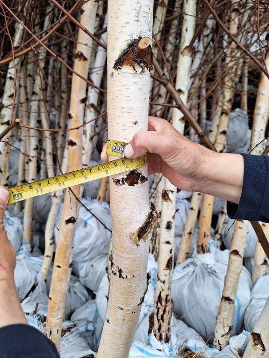 Vând mesteacăn alb și oferă acte de producător