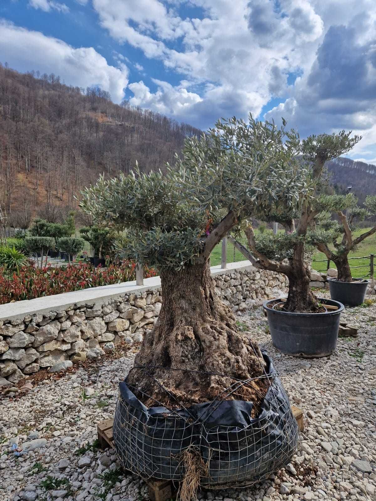 Verde viu tot anul – plante ornamentale pentru toate sezoanele