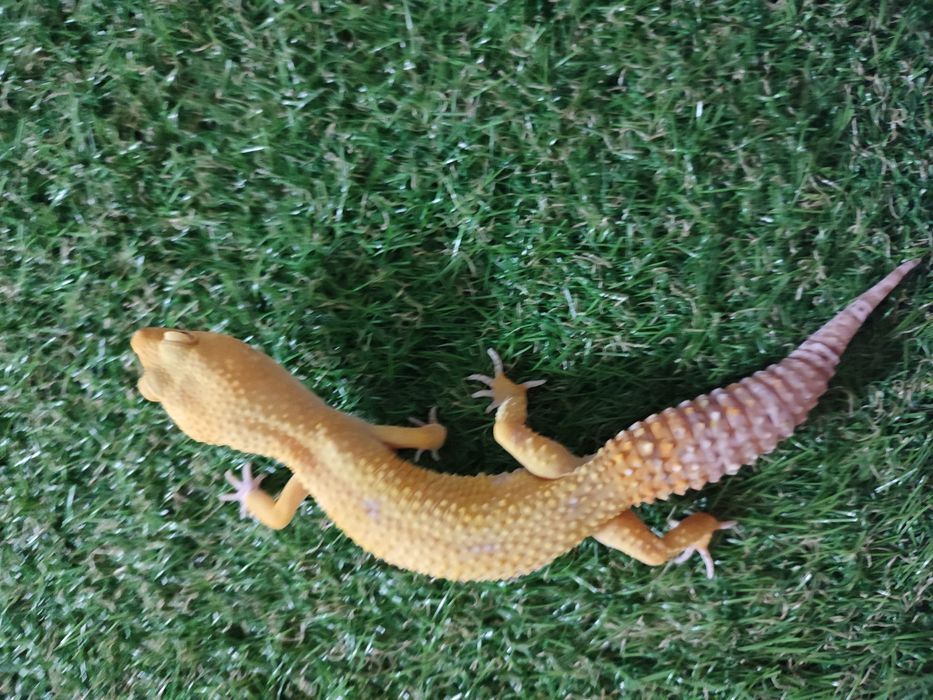 Леопардов гекон Gecko