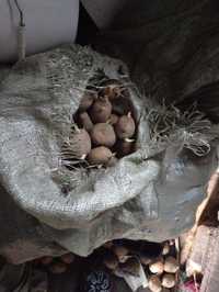 Домашний семенной голландский картофель