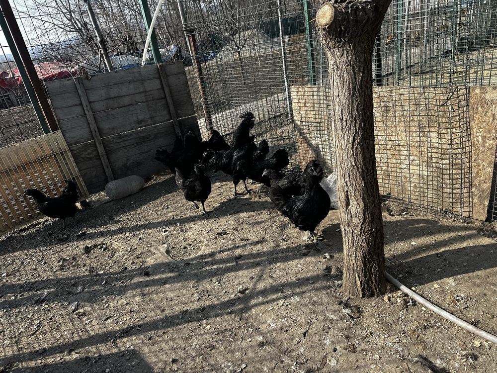 Oua incubat Ayam Cemani