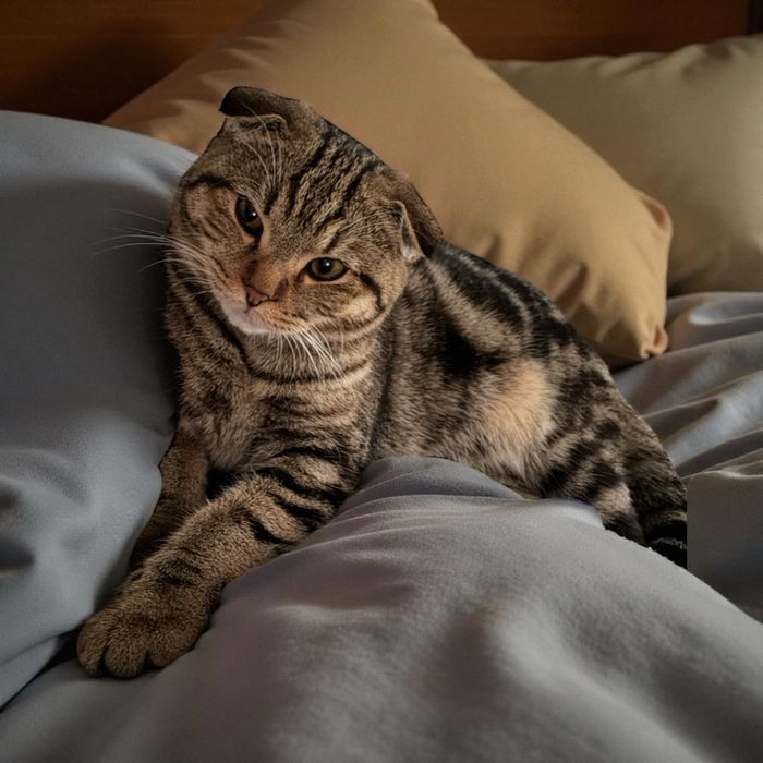 Вислоухий скоттиш фолд