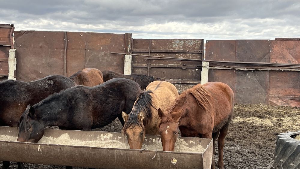 Конина соғым согым откорм