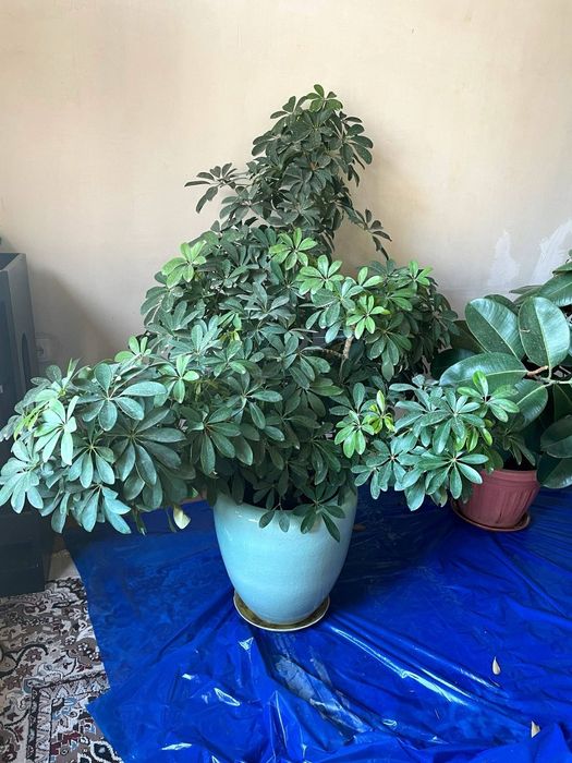 Каттагина хона гуллари