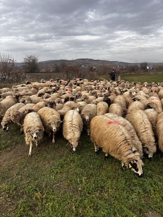 Anunti oi de vanzare