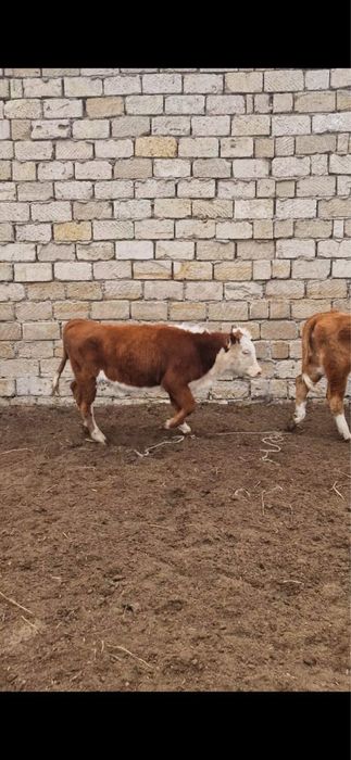 Подсос ұрғашы...