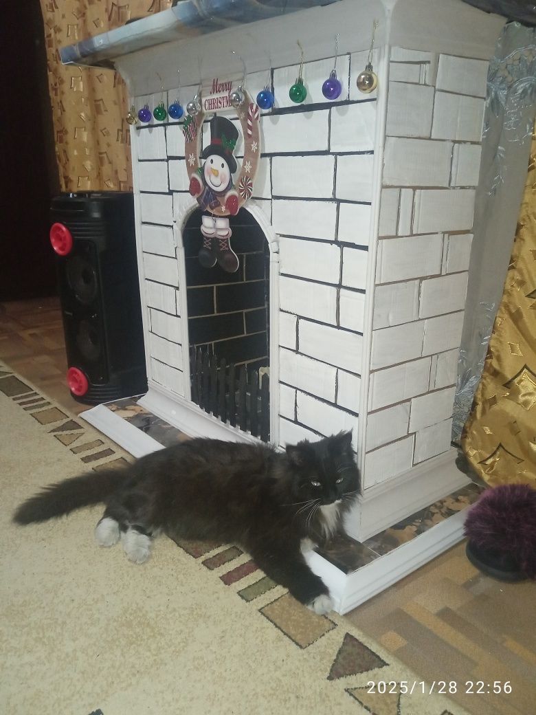 Отдаём  кошечку ласковая,добрая