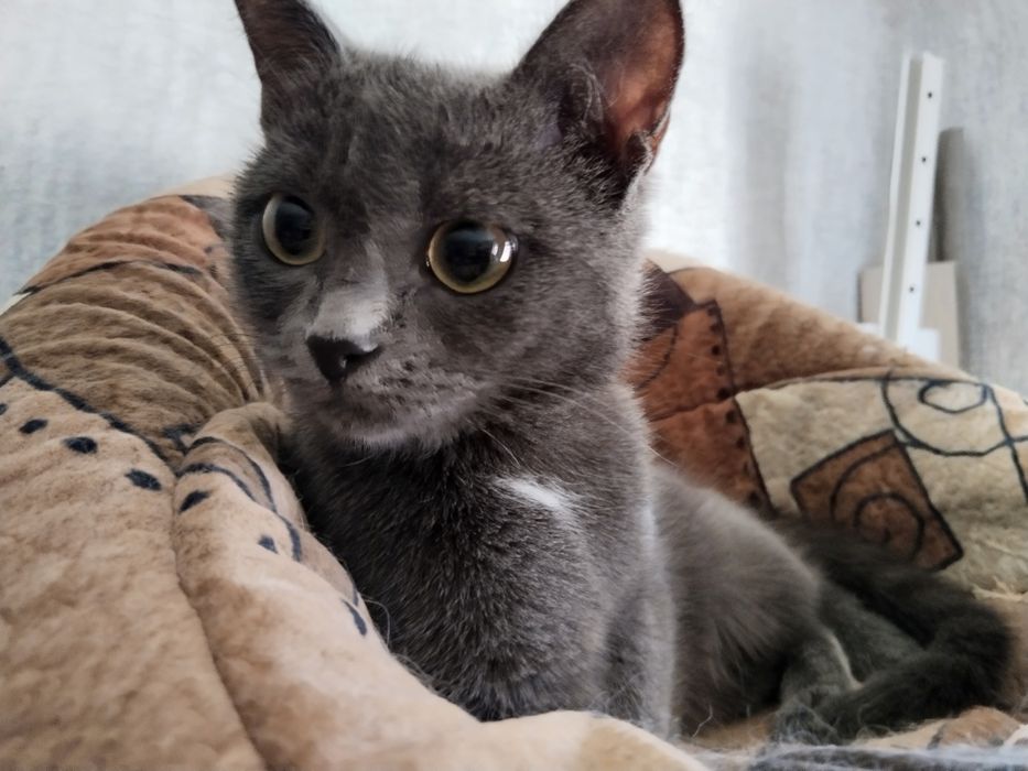 Ищем дом для кошечки