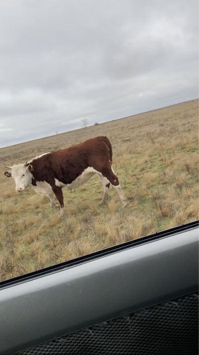 Корова, согым, телка, кашар