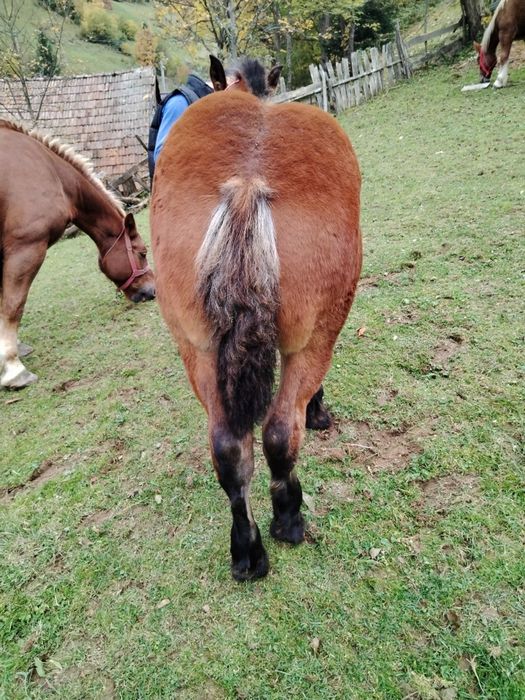Vând mânză de patru luni