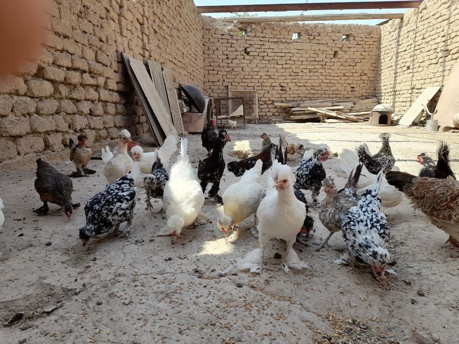 Куры японки несушки