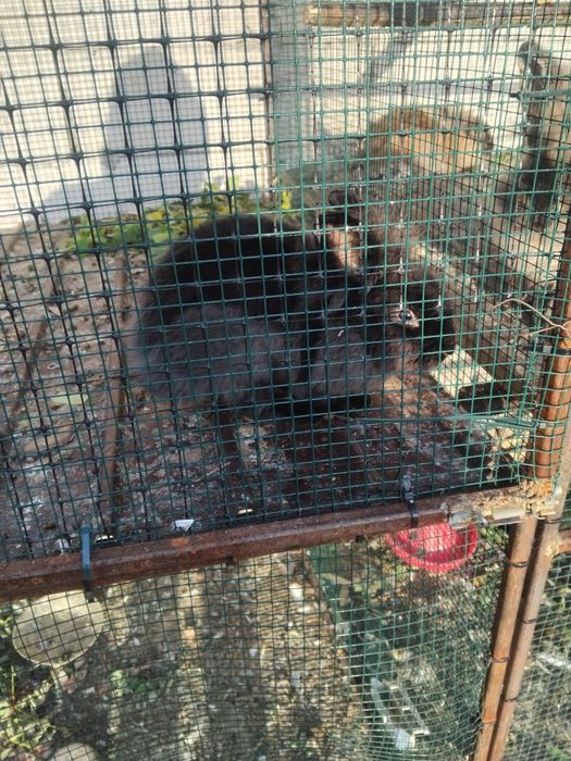 De vânzare iepuri cap de leu