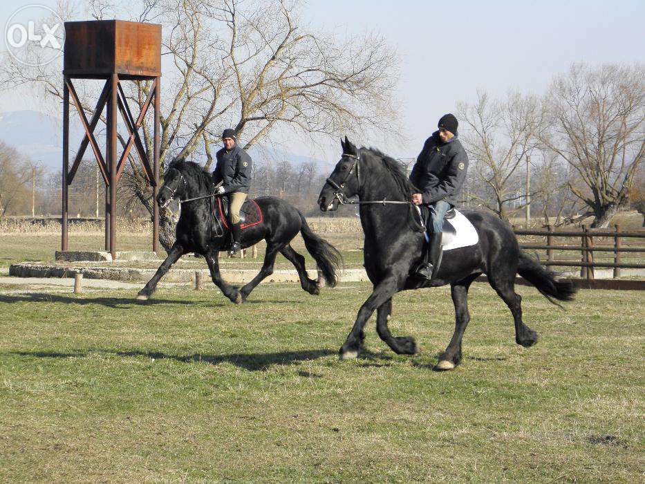 vand iapa friesian top frizian brasov