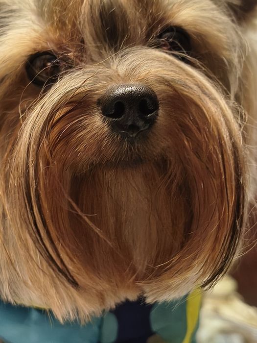 Мини Йорки на 2г.