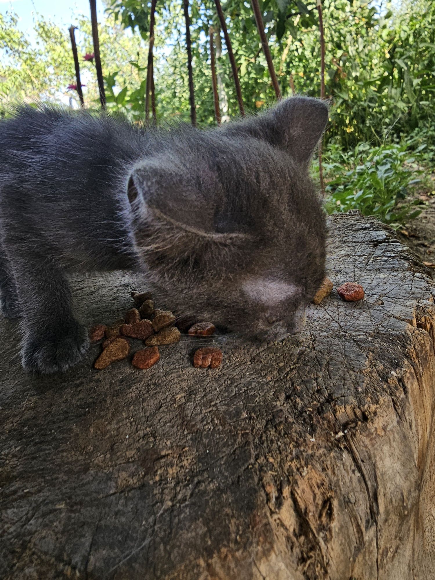 Котёнок, щенок ( девочки)