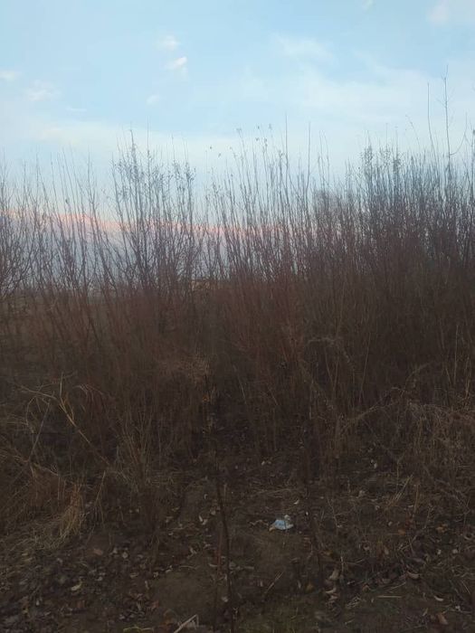 Бодом кучат супер навли