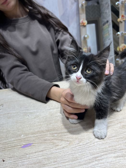 Отдам котеночка в добрые руки