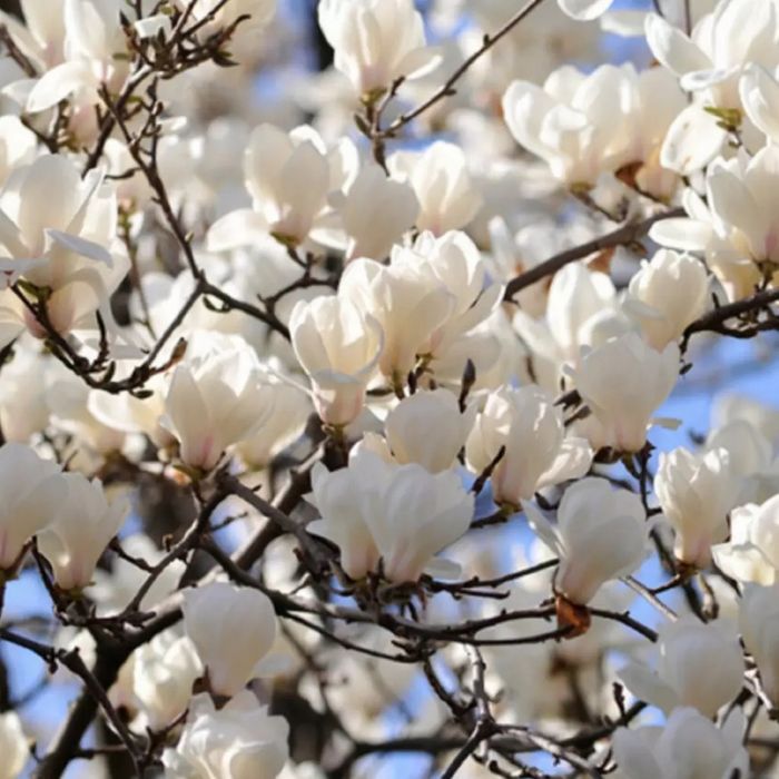 Vând puieți de tei arginti la balot de pământ și  magnoli albe  la ghi