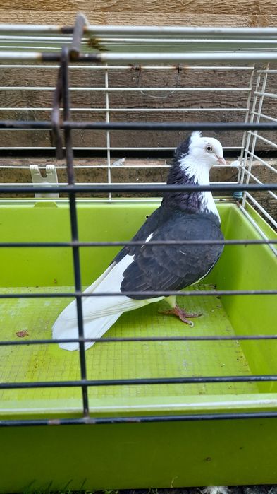 Porumbei misirlii și jucători