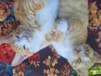 Котёнки отдам даром в добрые руки