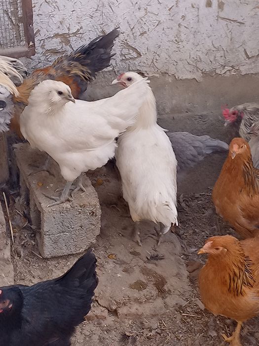 Петухи Амераукана