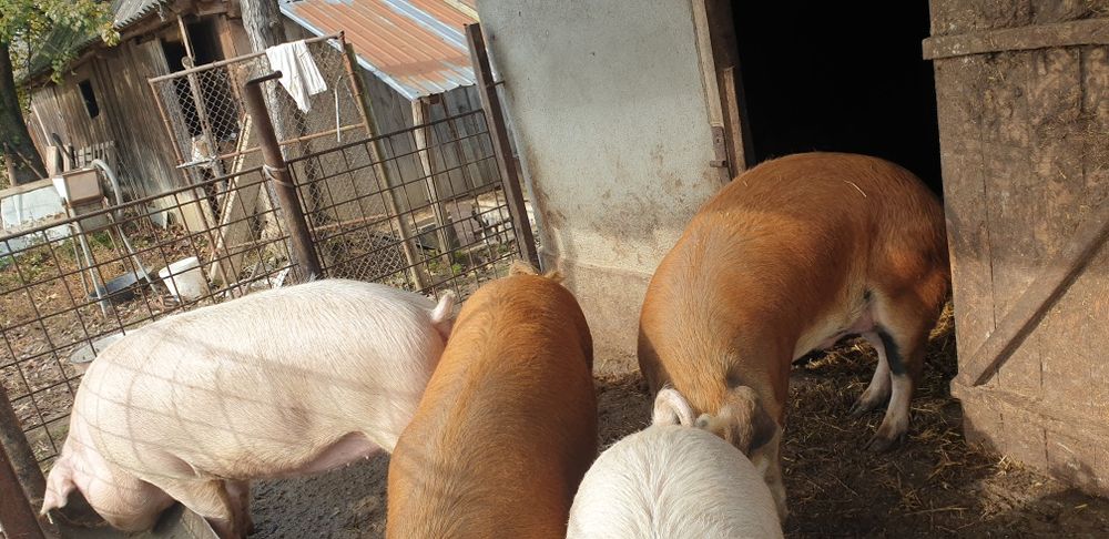 120-160 de kilograme