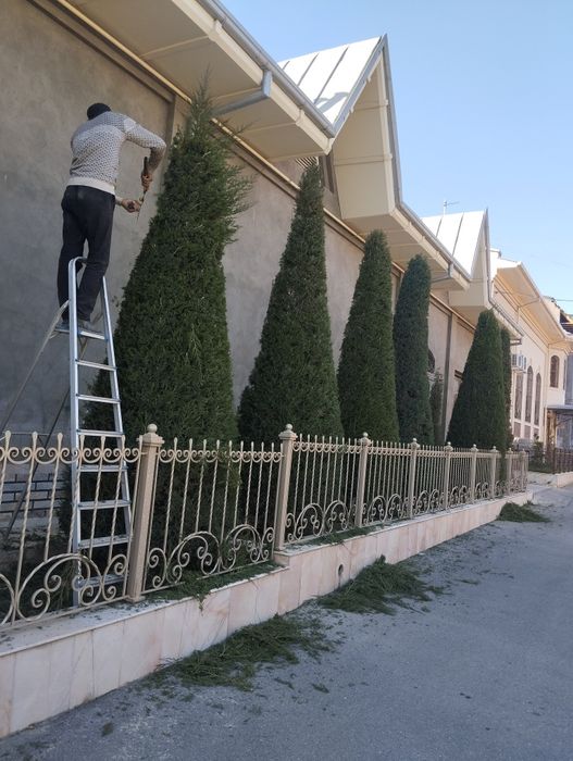 Gazon ekish va tayyor gazon yotqizish archa kisish