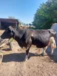 Vaca holstain de vanzare