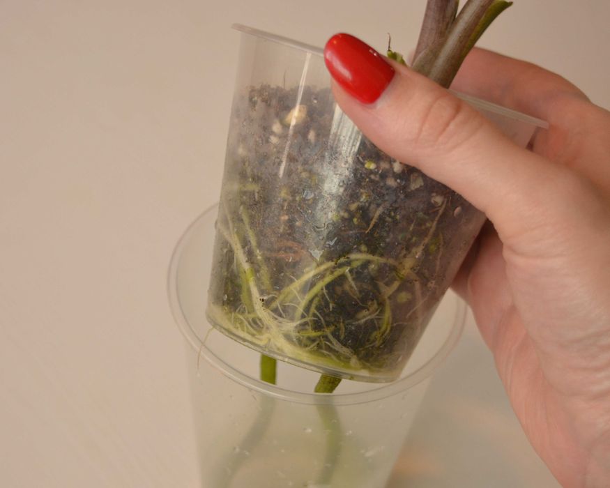 Распродажа коллекции Алоказия Скальптрум (Scalprum)