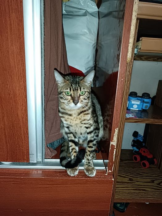 Продается кошка Бенгальская