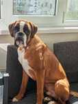 Donez câine, rasa Boxer, mascul, 1 an