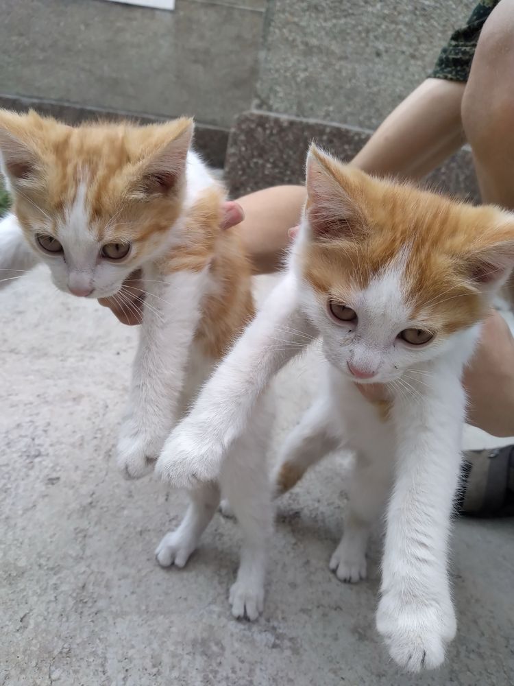Котят отдадим в добрые руки