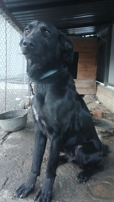 Собака помесь овчарки