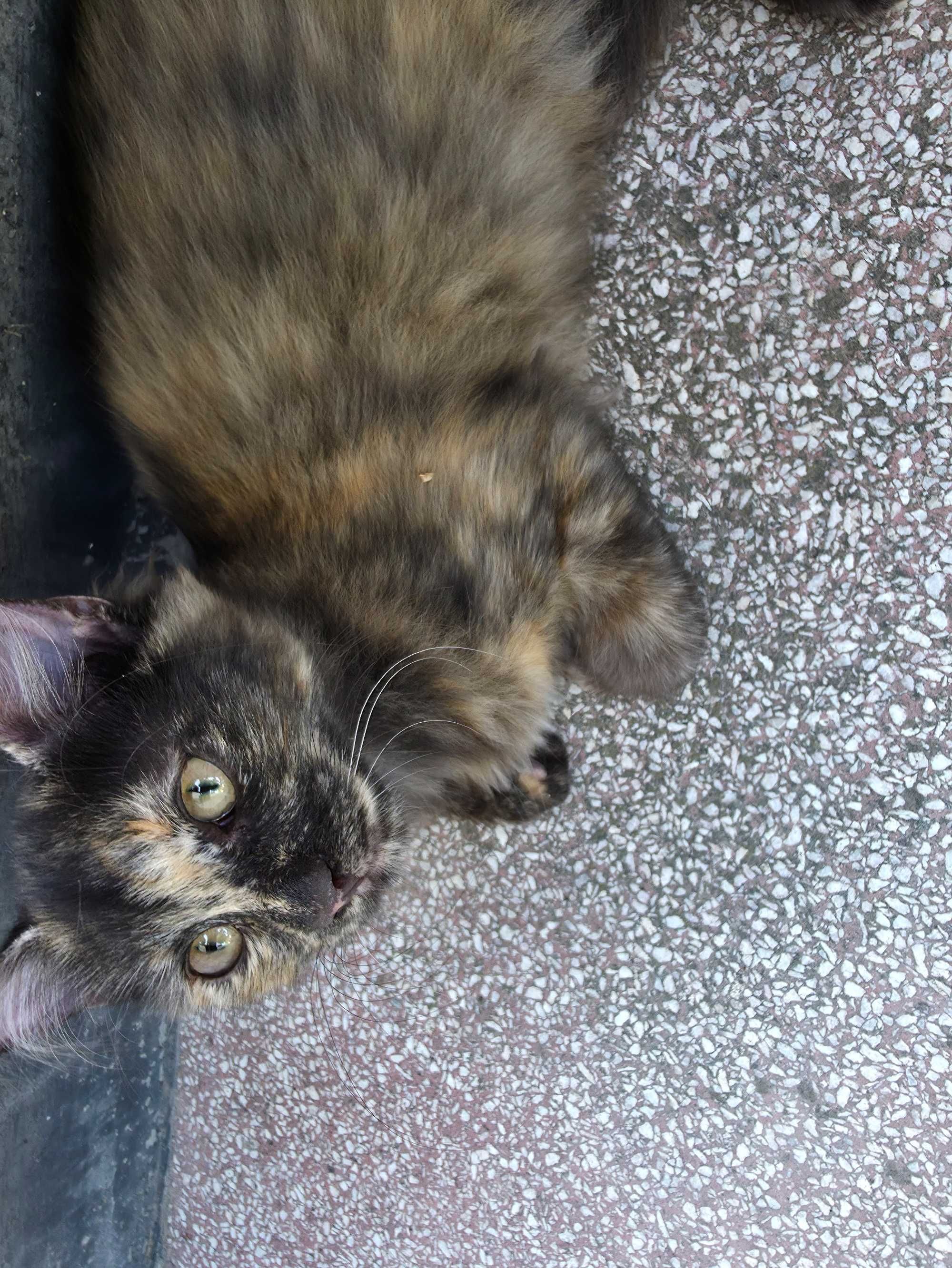 Котенца си търсят стопанин!