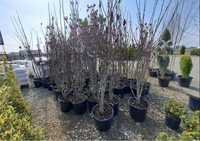 Tuia columnaris pon pom, siprala , leylandi, magnolia gardinflora etc.