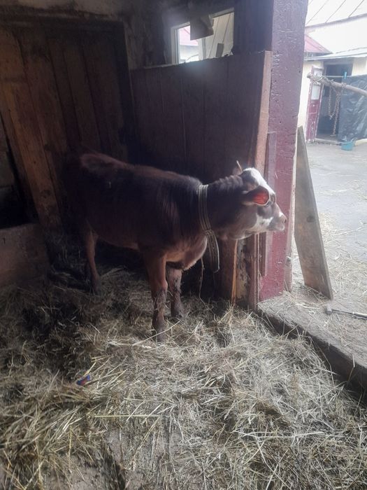 Vând vitica de 10 săptămâni