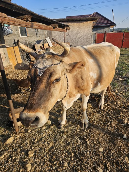 Vand  vaca gestanta