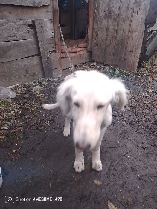 Продам тазы 3 месяца