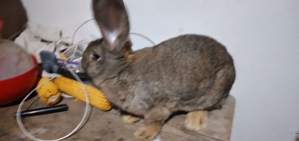 Vând masculi și fem  U .G