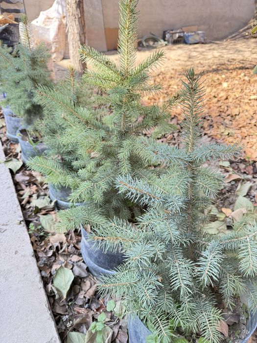 голубая ель 30-50 см Киргизский