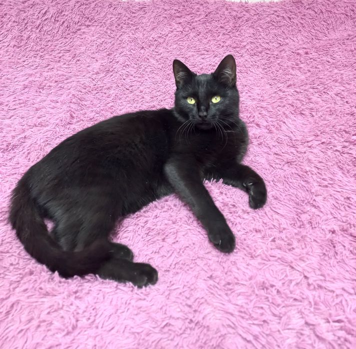 Отдам бесплатно в добрые руки