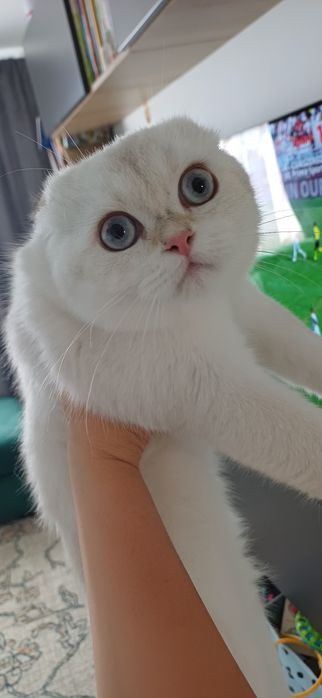Scottish fold golden chinchilla alba femela