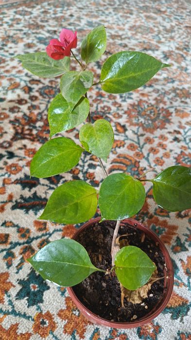 Продам цветок бугенвиллия комнатная