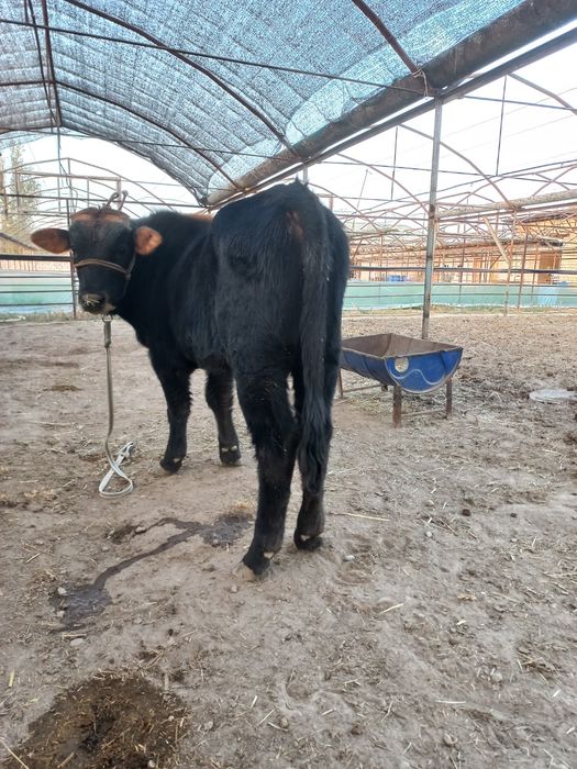 Новос сотилади...