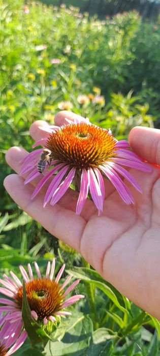 Echinaceea Purpurea răsad și ceaiuri